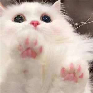 Ảnh đại diện người dùng Phạm Đức